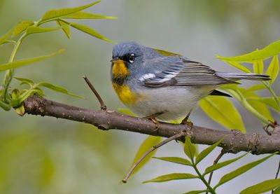 Northern Parula