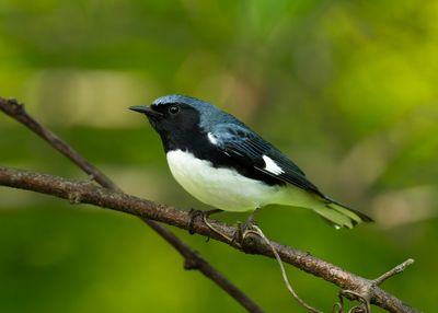 Black-throated Blue Warbler