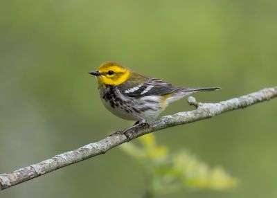 Black-throated Green Warbler