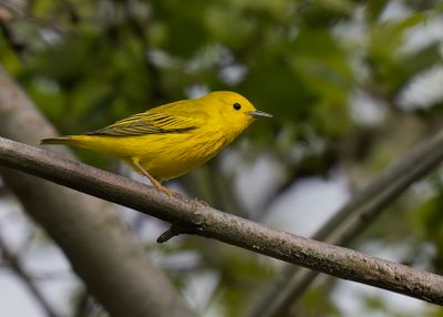 Yellow Warbler