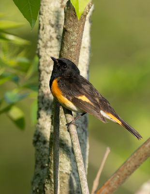 American Redstart