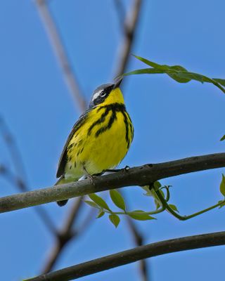 Magnolia Warbler.