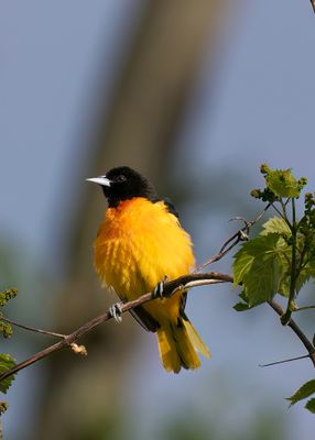 Baltimore Oriole