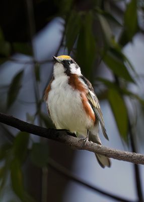 Chestnut-sided Warbler