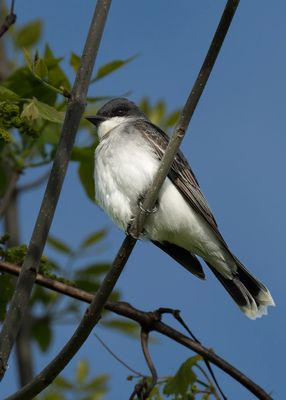 Eastern Kingbird.