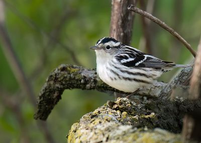 Female Black-and- White Warbler