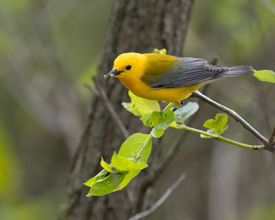 Prothonotary Warbler
