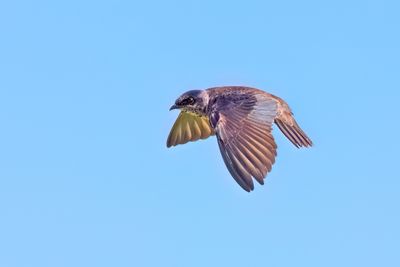Martin Purple