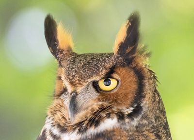 Great Horned Owl