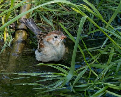 Field Sparrow