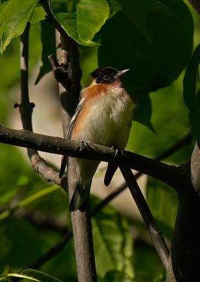 Bay-breasted Warbler