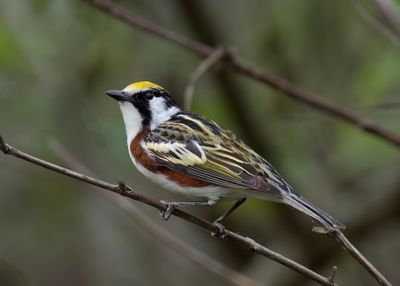 Chestnut-sided Warbler