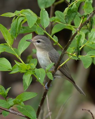 Warbling Vireo