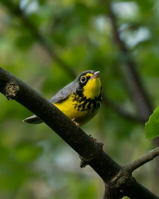 Canada Warbler.