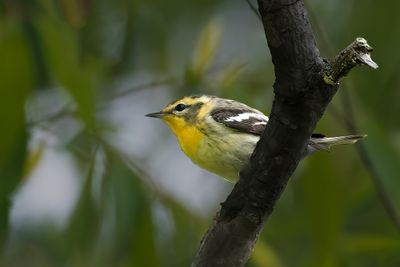 magee_marsh_2024