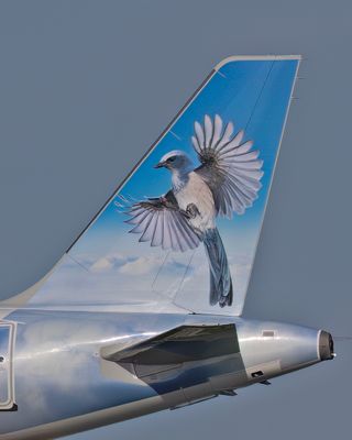 Florida Scrub-Jay N646FR