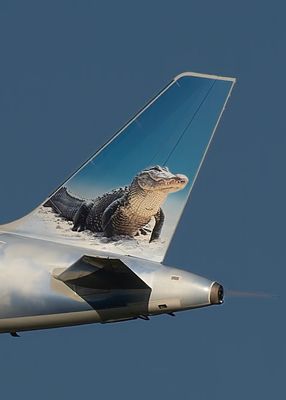 Harper the AMERICAN ALLIGATOR. N629