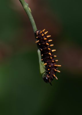 Polymadas Caterpillar