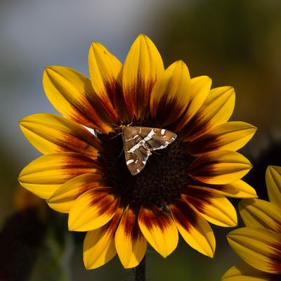 Hawaiian Beet Webworm