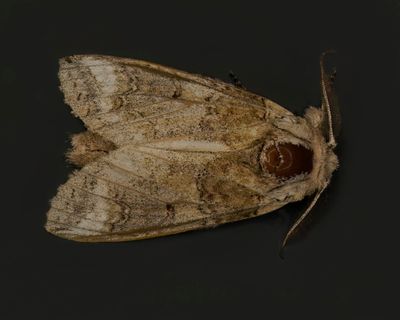 Double-Lined prominent #7999 Lochmaeus bilineata