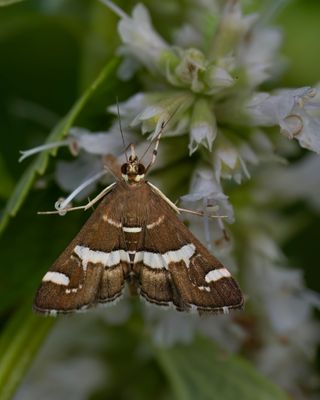 Hawaiian Beet Webworm Moth