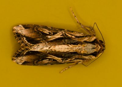 Dolichos Armyworm ( Spodoptera dolichos) # 9671
