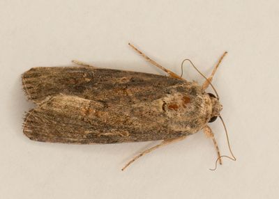 Beet Armyworm #9665