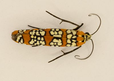 Ailanthus Webworm # 2401