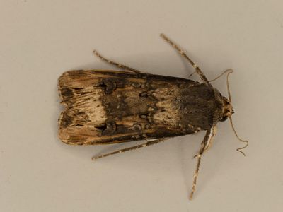 Ipsilon Dart # 10663