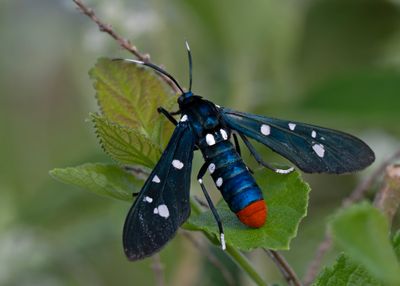 Polka-Dot Wasp Moth