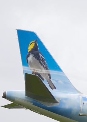 Emmitt the Golden-cheeked Warbler N641
