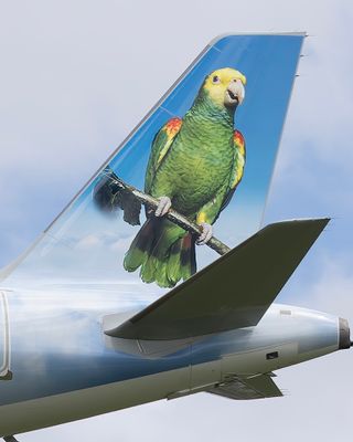 Savannah the Yellow-headed Amazon F636