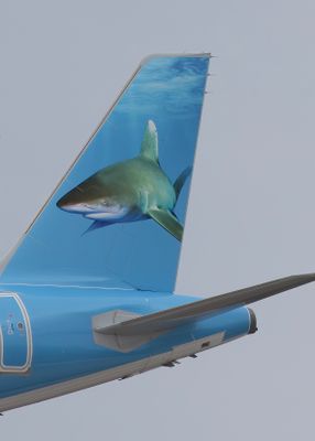 Finn the OCEANIC WHITETIP SHARK F637