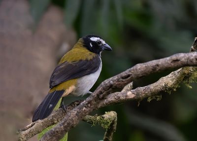 Black-winged Saltator.