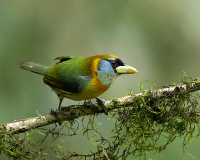 Female Red-headed Barbet.