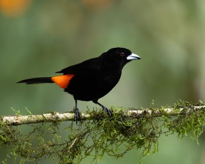 Flamee-rumped Tanager.