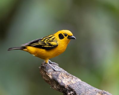 Golden Tanager.