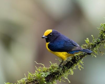 Orange-bellied Euphonia.