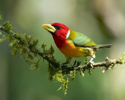 Red-heade Barbet, male.