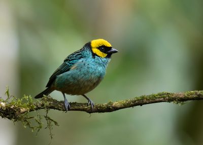 Saffron-crowned Tanager
