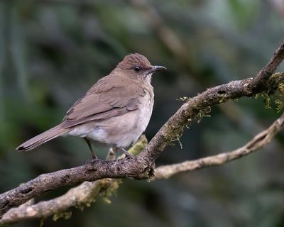 Black-billed Thrush