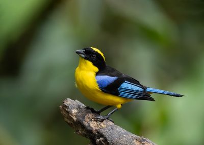 Blue-winged Mountain Tanager.