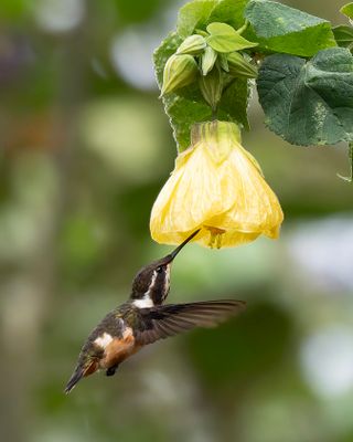 Purple-throated Woodstar
