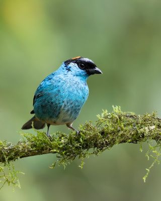 Golden-naped Tanager.