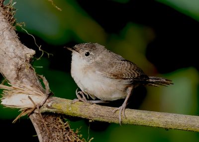 House Wren