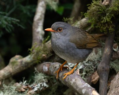 Orange-billed Nightingale