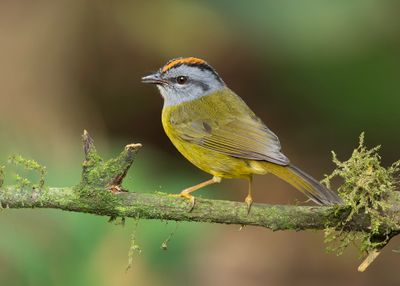 Russet-crowned Warbler