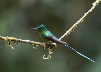Violet-tailed Sylph