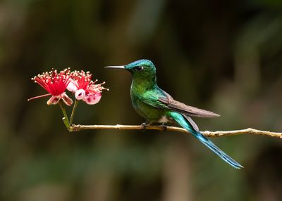 Long-tailed Sylph.
