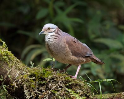 White-throated Quail-Dove